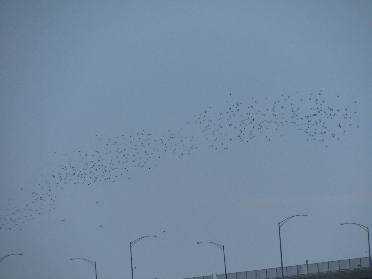 Boat-tailed Grackle - ML193314961