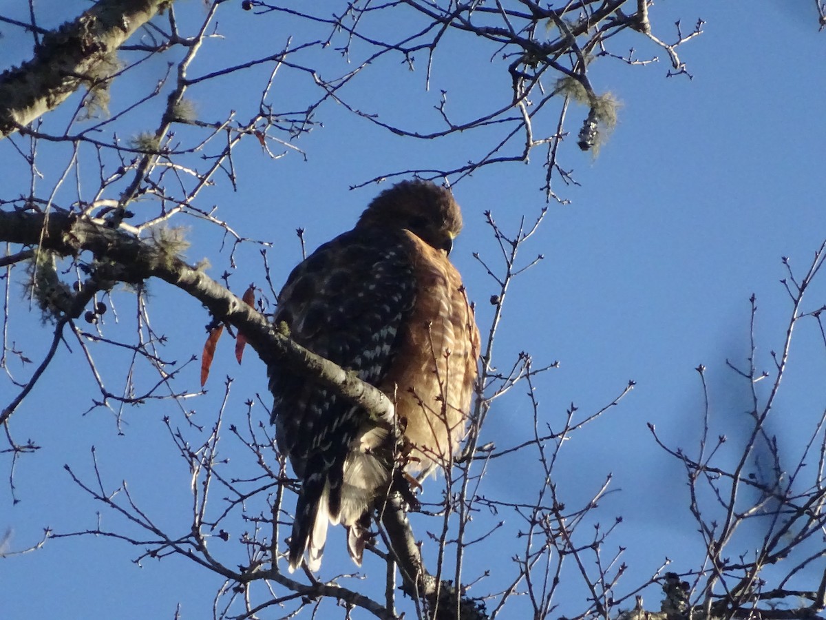 Red-shouldered Hawk - ML193315951