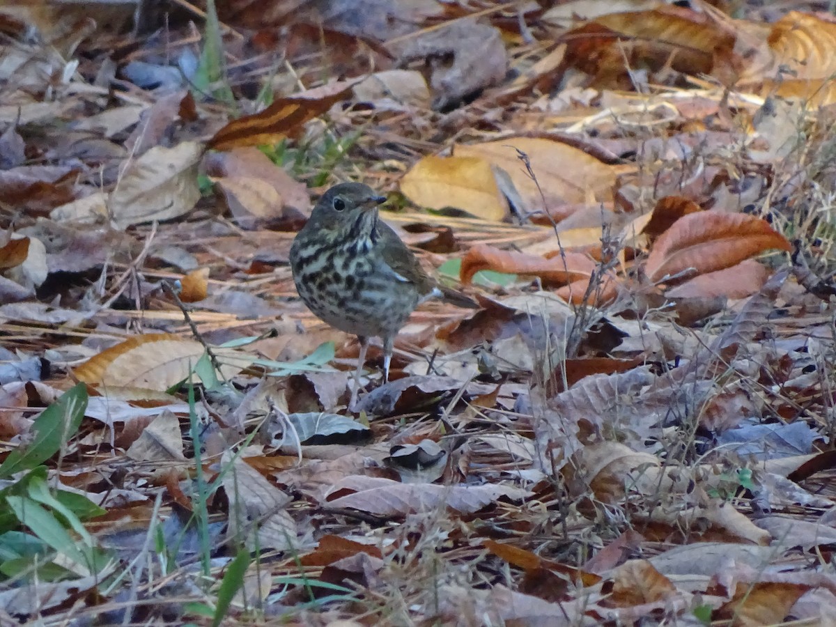Hermit Thrush - ML193316071