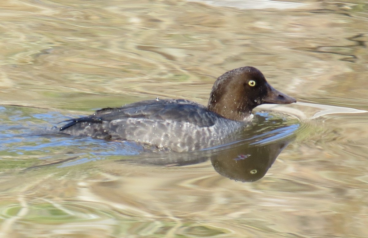 Common Goldeneye - ML193316461