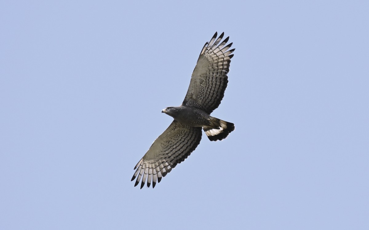 Banded Snake-Eagle - ML193317101