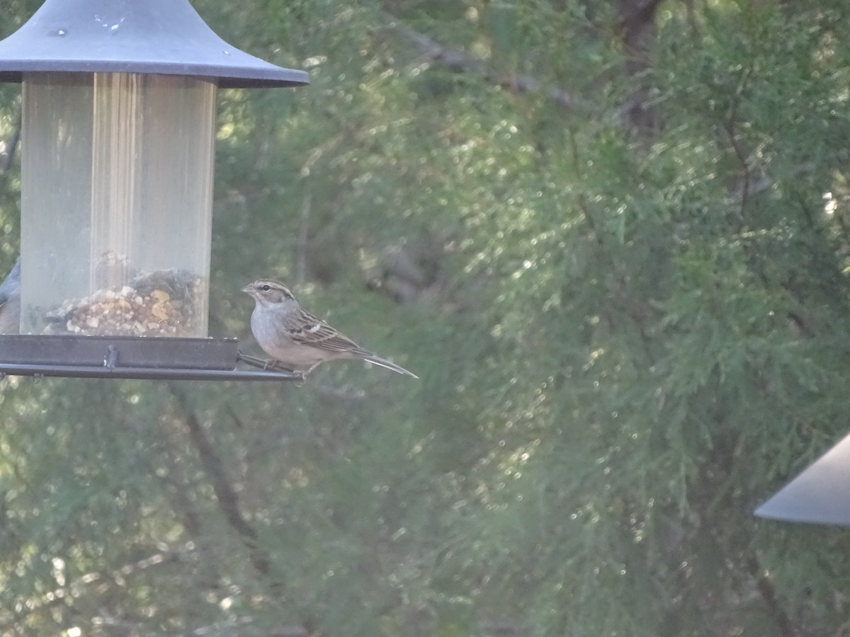 Chipping Sparrow - ML193317181