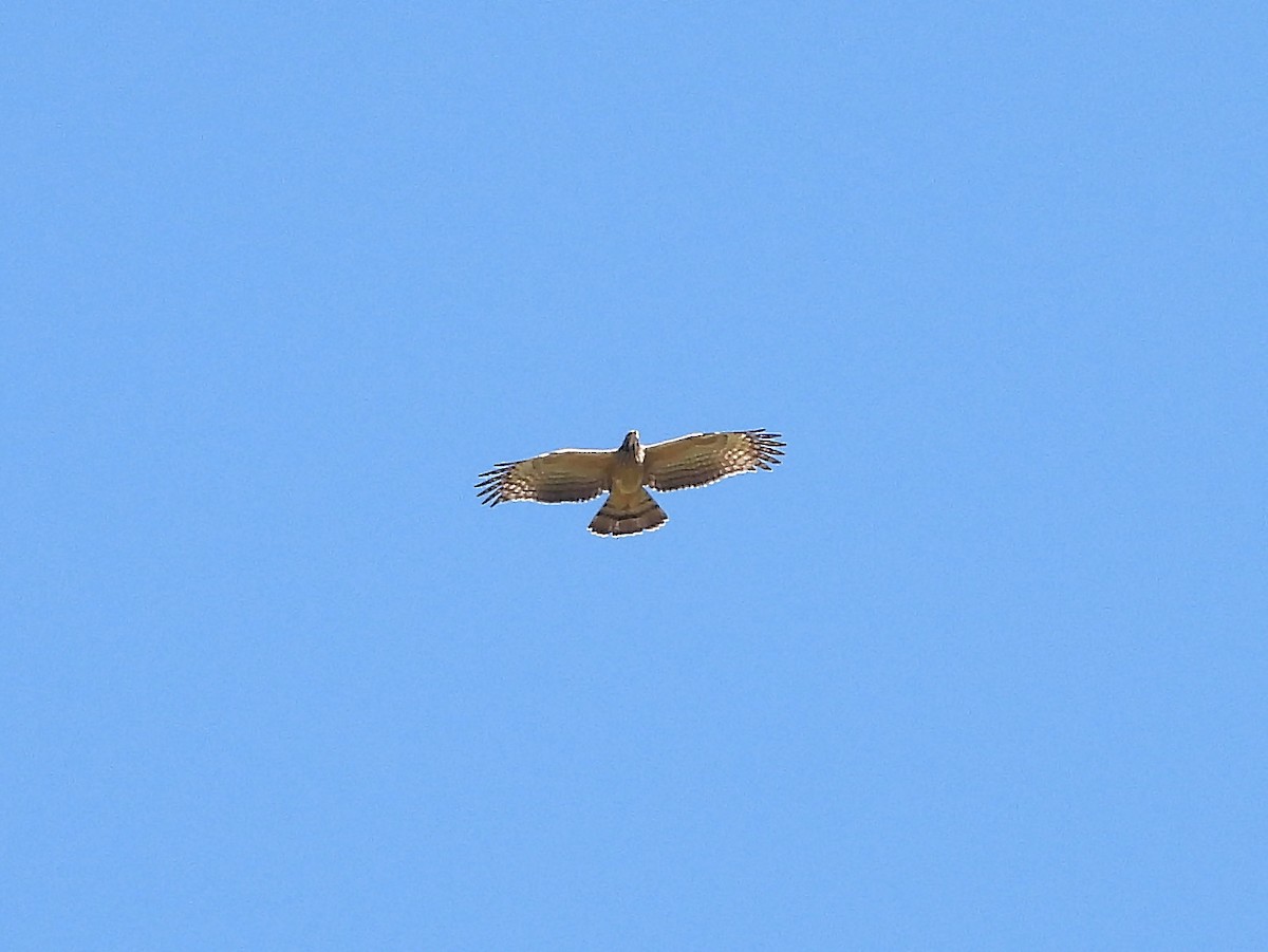 Oriental Honey-buzzard - ML193317511