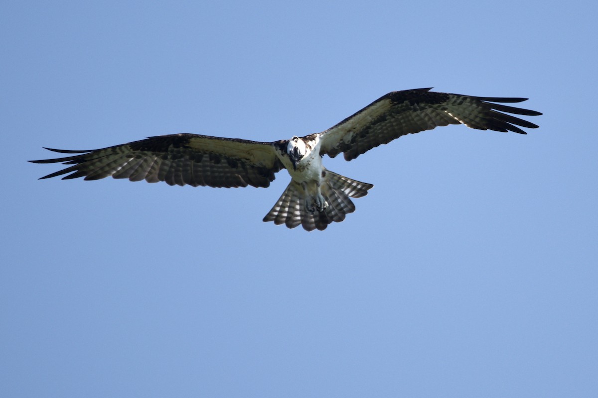 Osprey - ML193317581