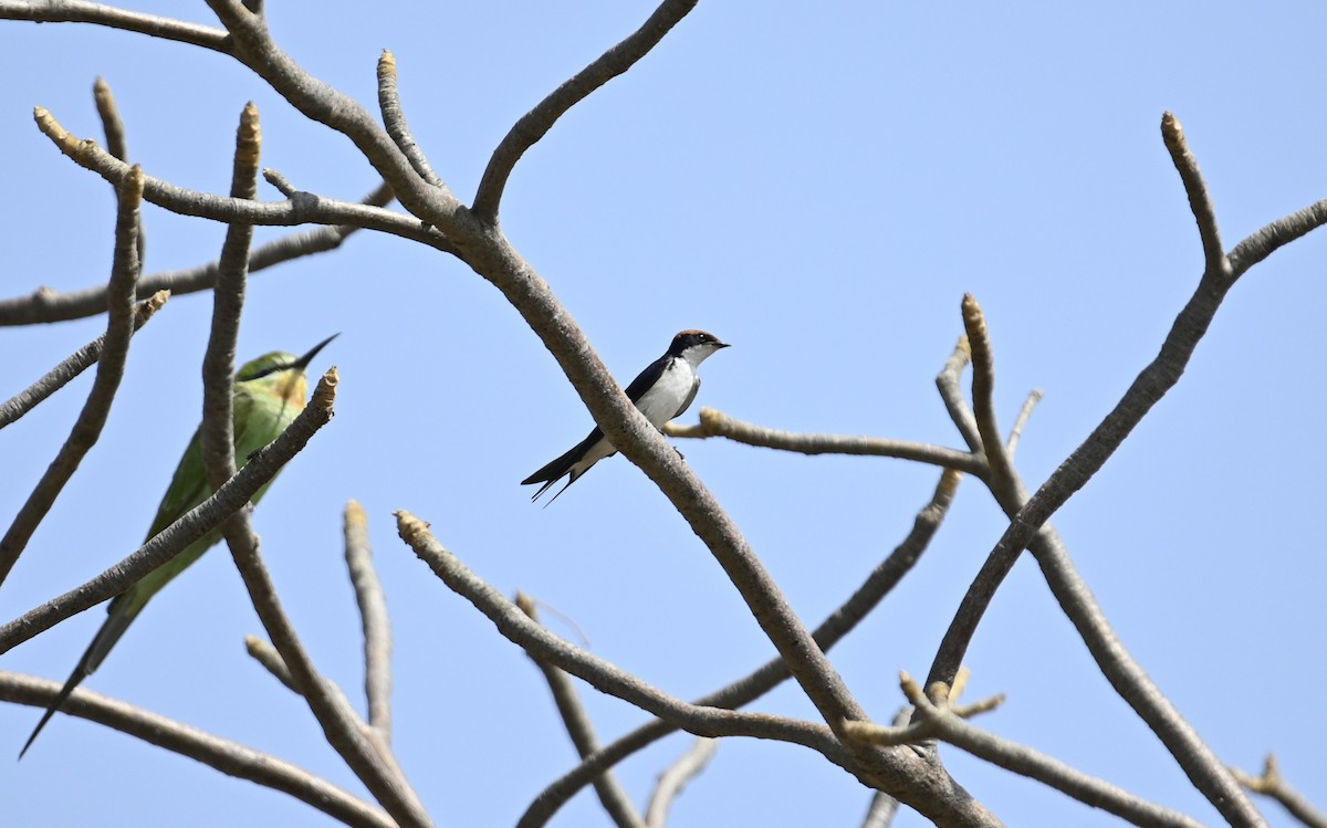 Wire-tailed Swallow - ML193317761