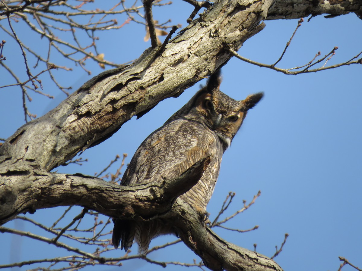 Great Horned Owl - ML193318331