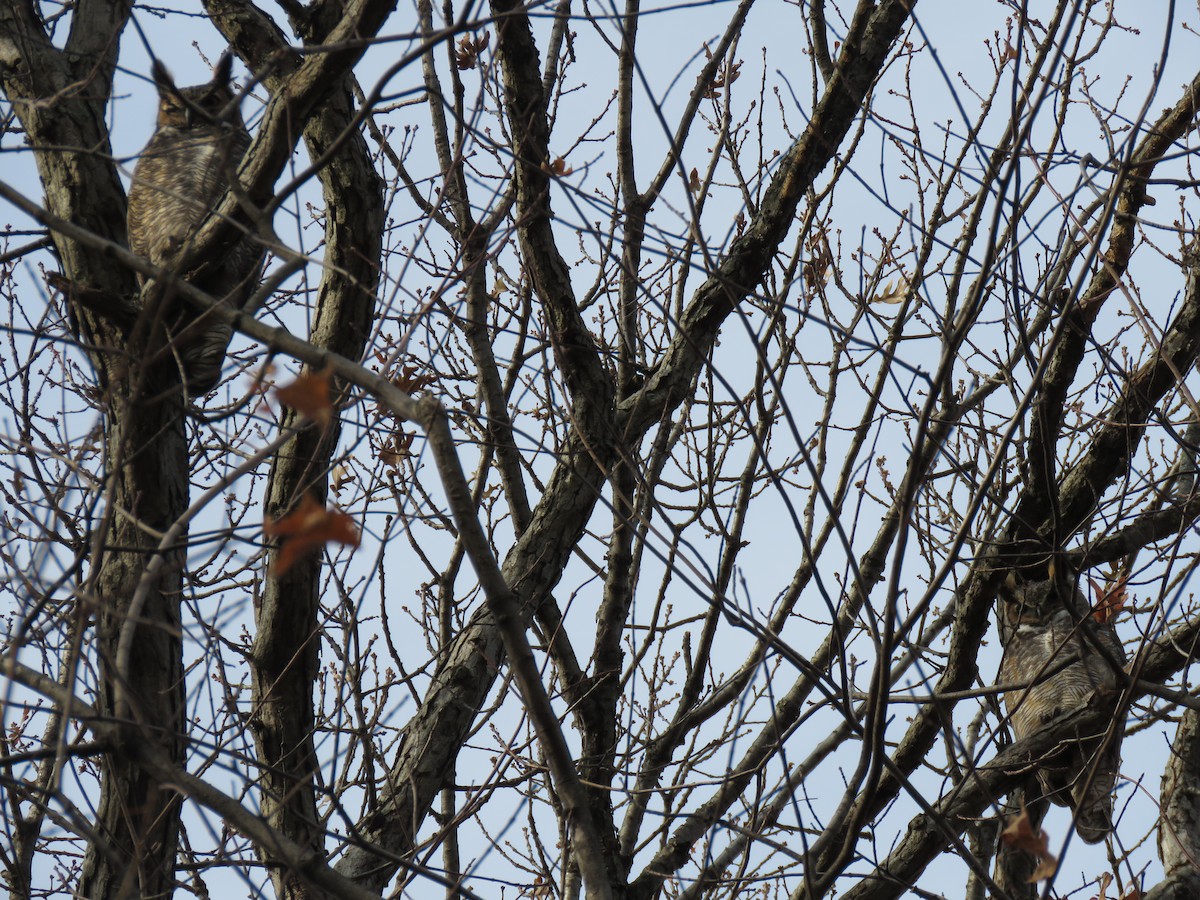 Great Horned Owl - ML193318451
