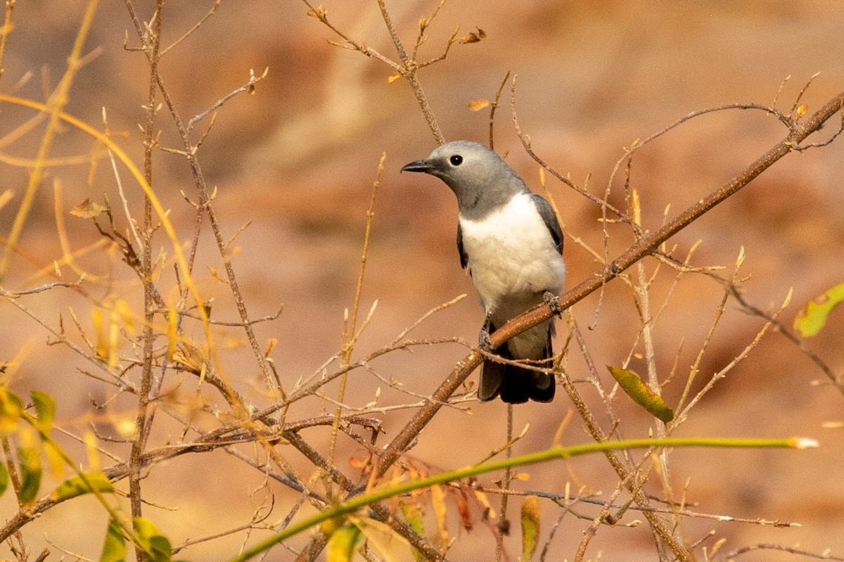 White-breasted Cuckooshrike - ML193318501