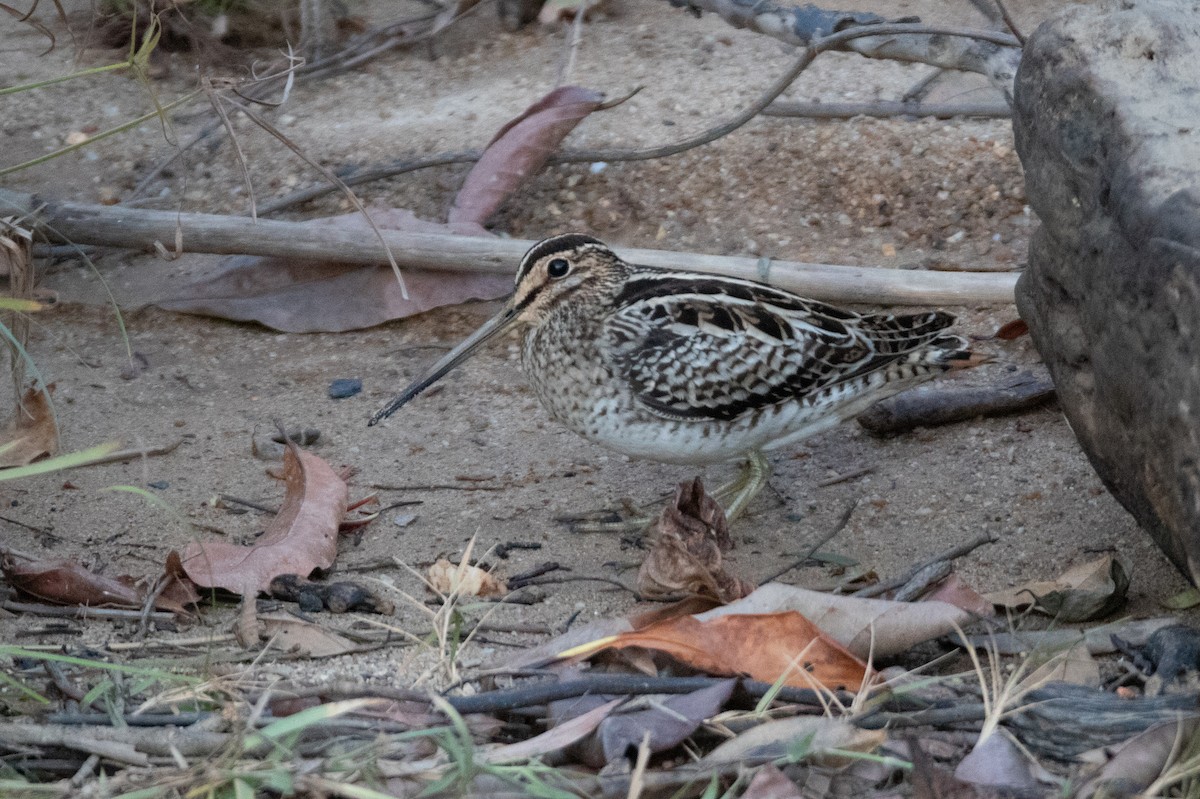 Swinhoe's Snipe - ML193319021