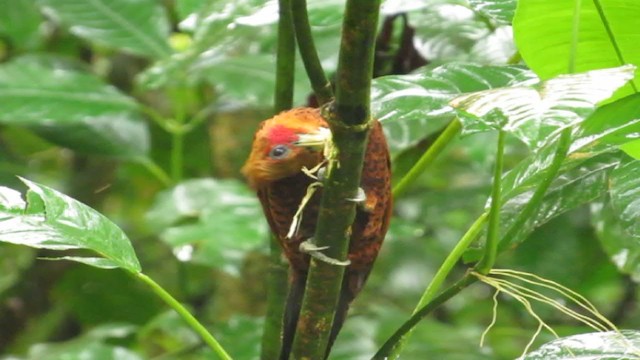 Chestnut-colored Woodpecker - ML193319131