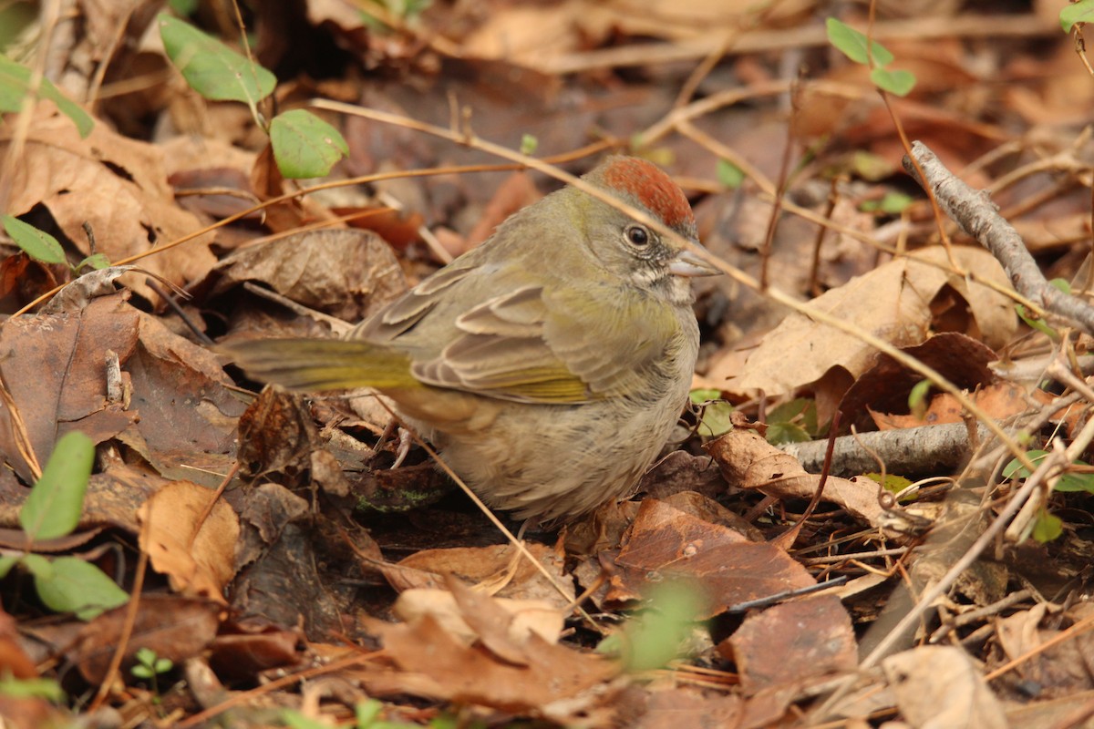 Green-tailed Towhee - ML193319301