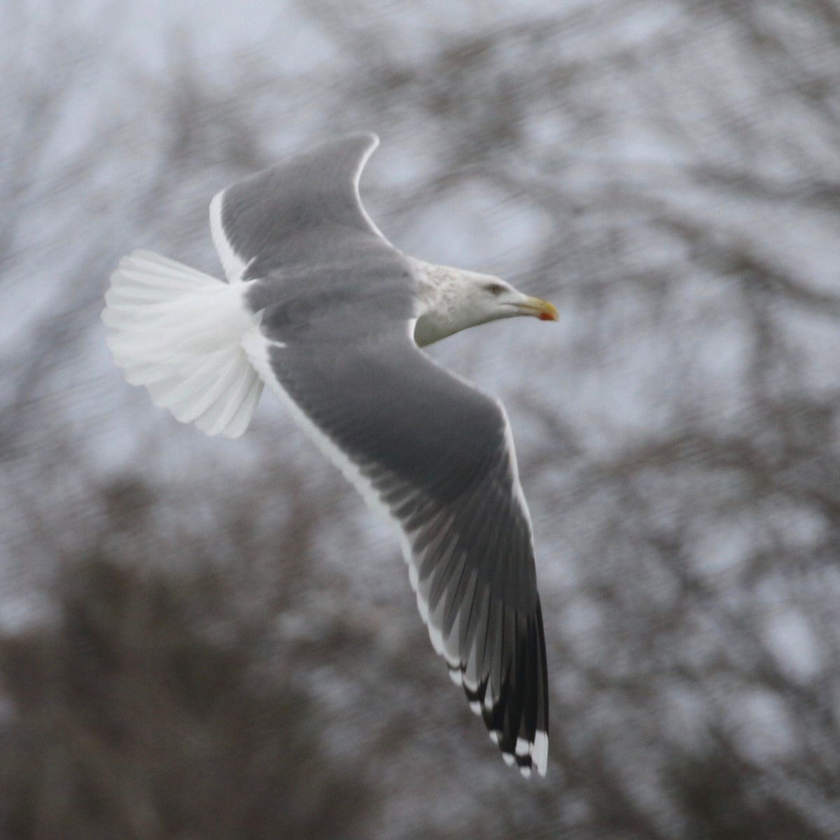 Herring x Great Black-backed Gull (hybrid) - ML193319701