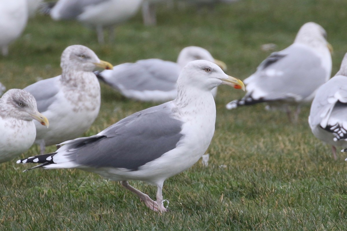 Herring x Great Black-backed Gull (hybrid) - Alvan Buckley