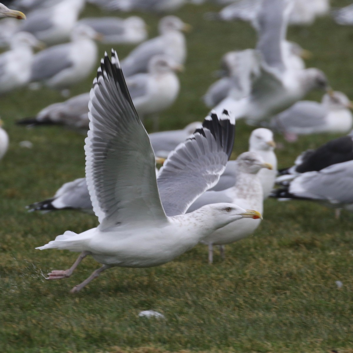 Herring x Great Black-backed Gull (hybrid) - ML193319731