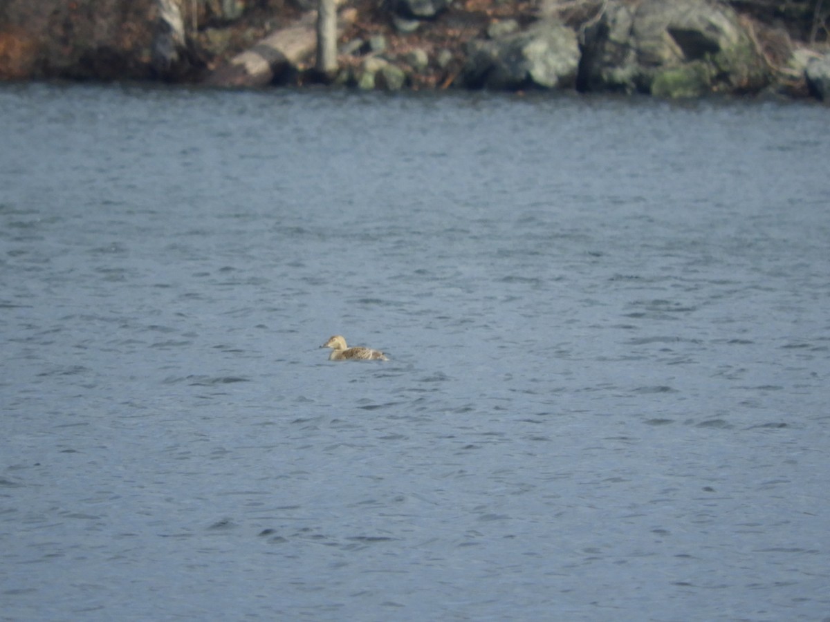 Eider à tête grise - ML193320321