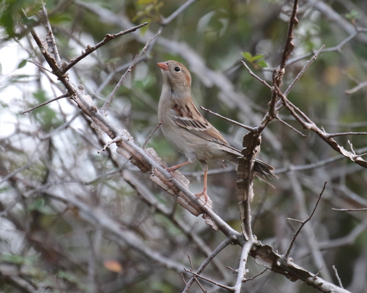 Field Sparrow - ML193322801