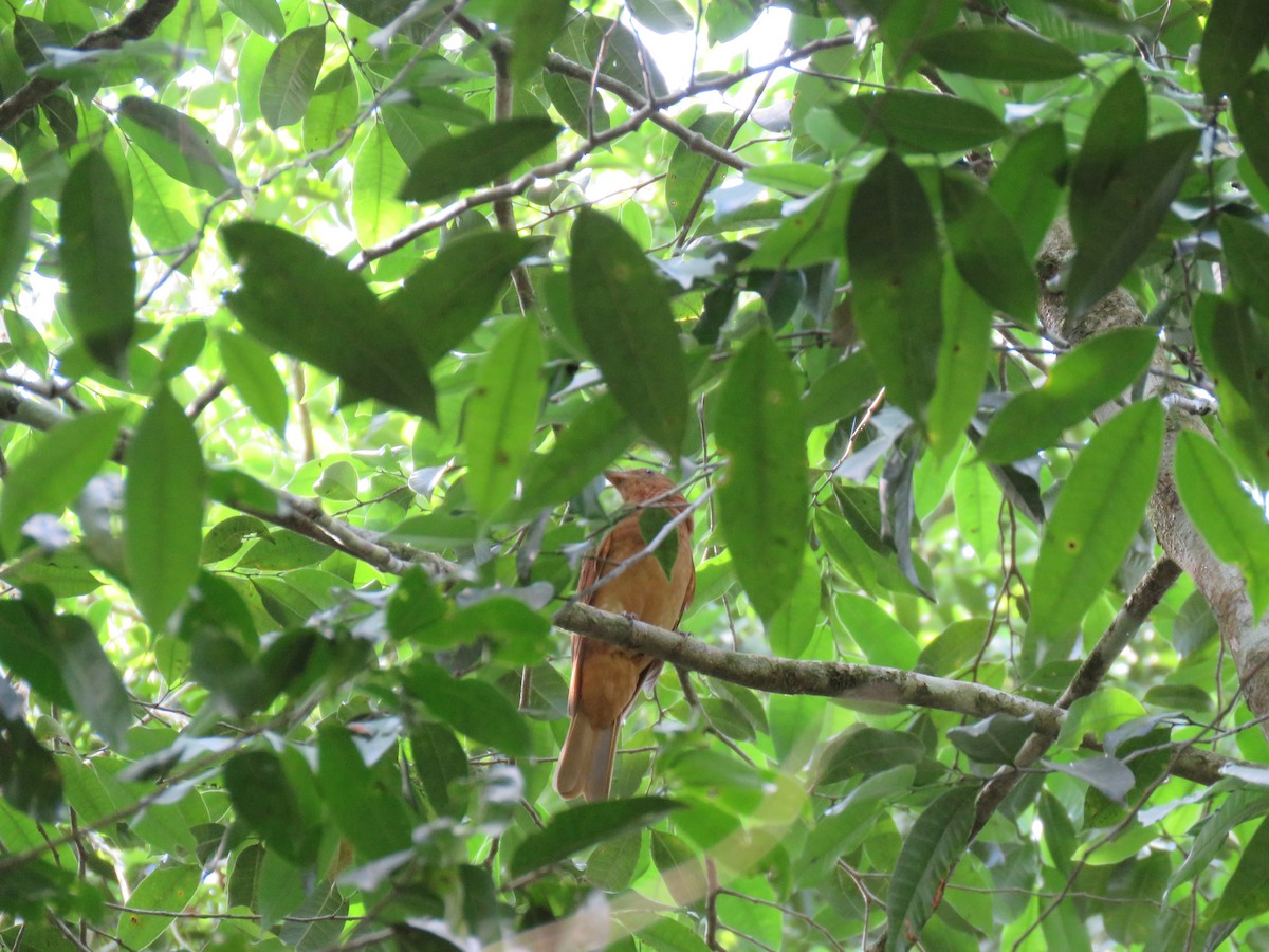 Rufous Piha - ML193323571