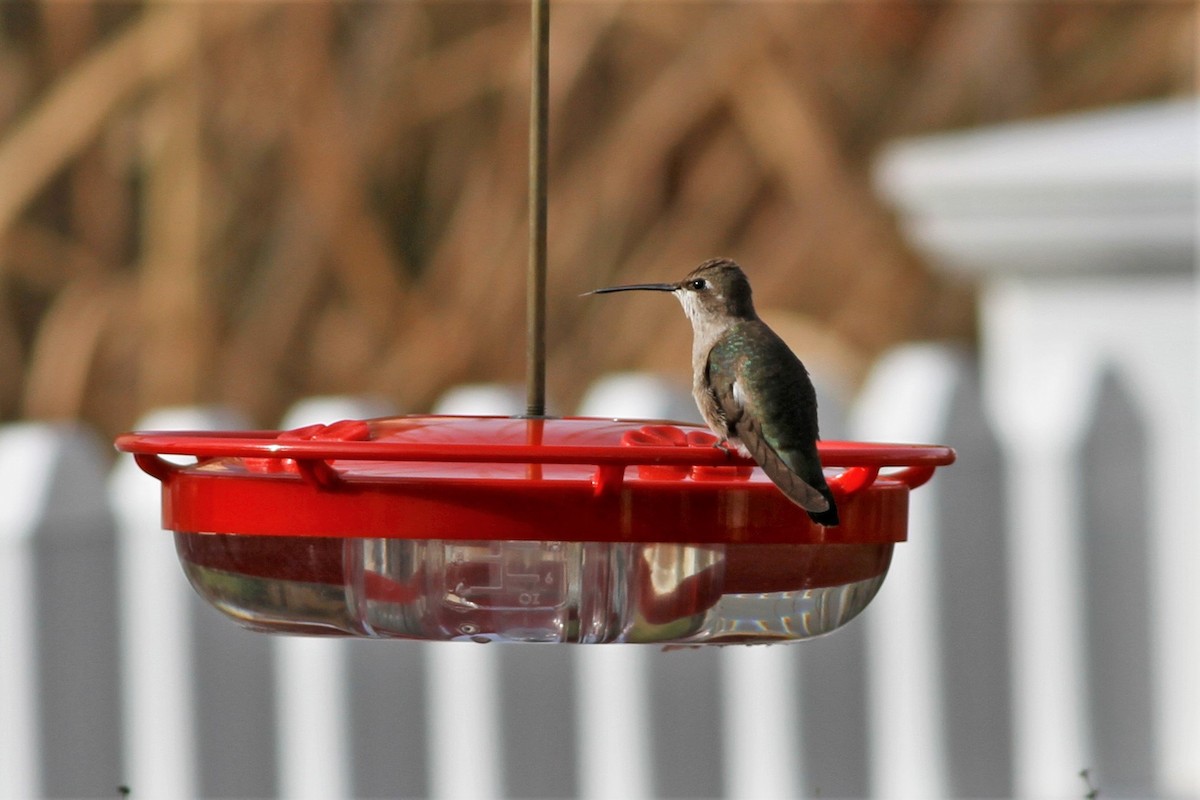Black-chinned Hummingbird - ML193323911