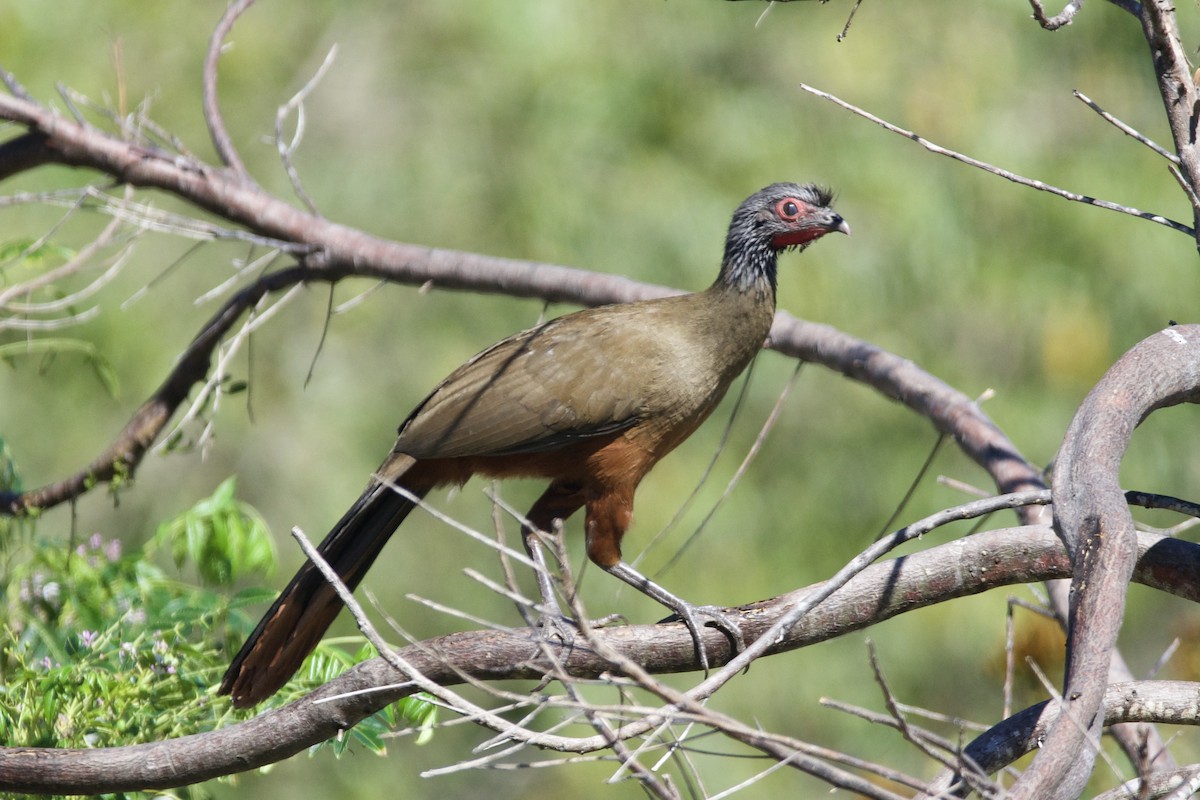 Ortalide à ventre marron - ML193326431