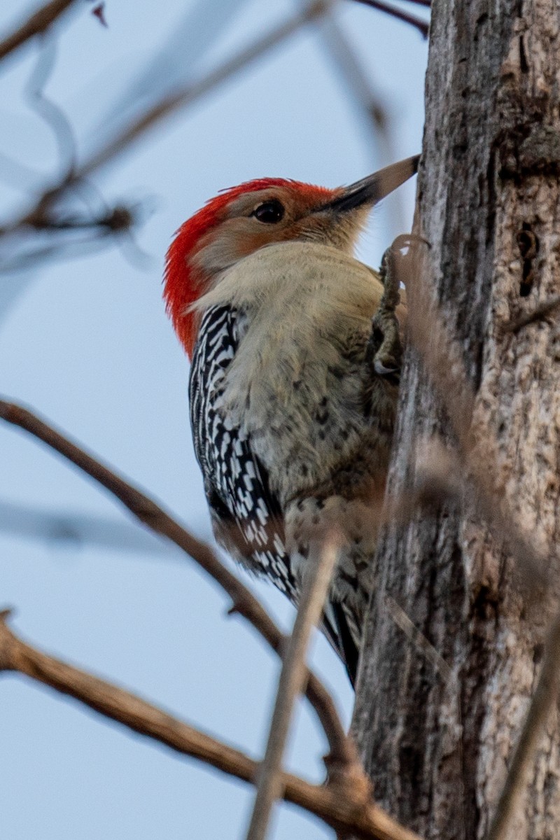 Red-bellied Woodpecker - George McKeon