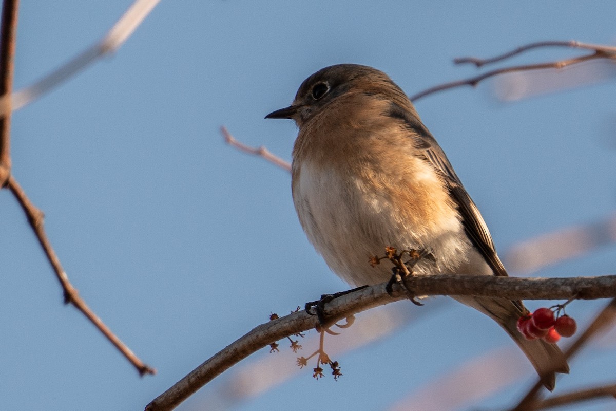 Eastern Bluebird - George McKeon