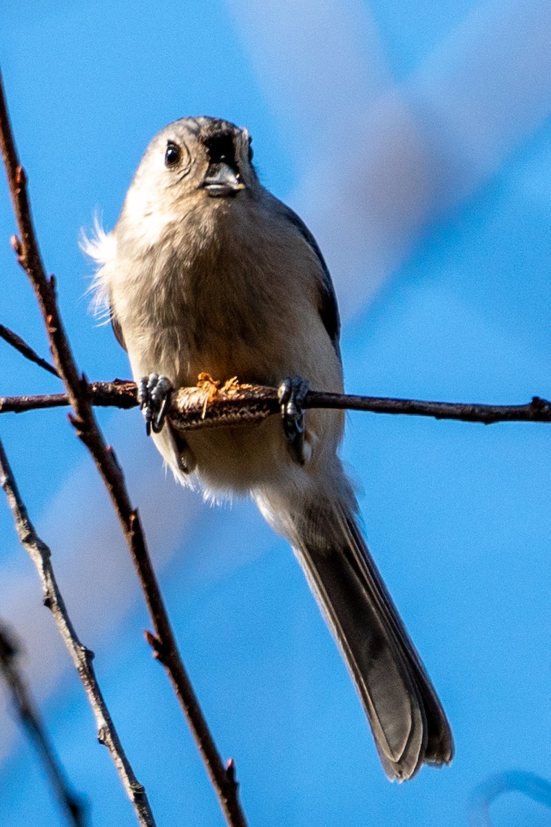 Tufted Titmouse - George McKeon