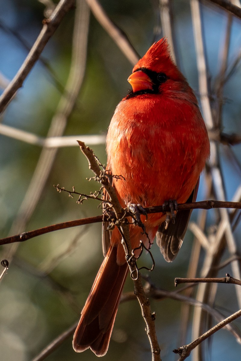 Cardinal rouge - ML193327051