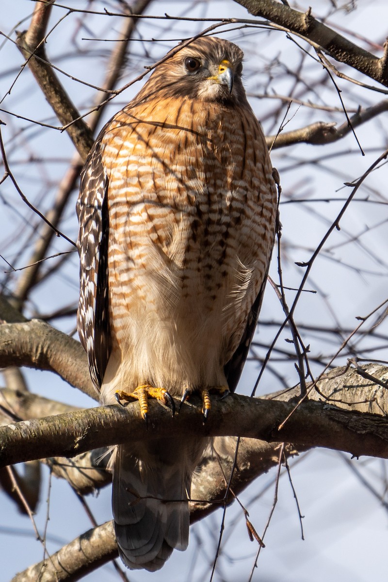 Red-shouldered Hawk - George McKeon