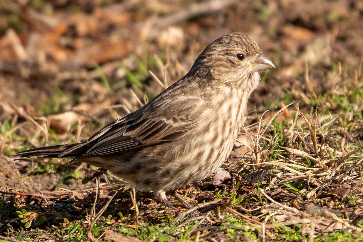 House Finch - ML193327561