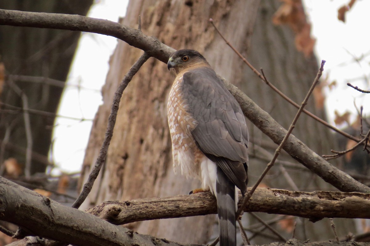 Cooper's Hawk - ML193327681