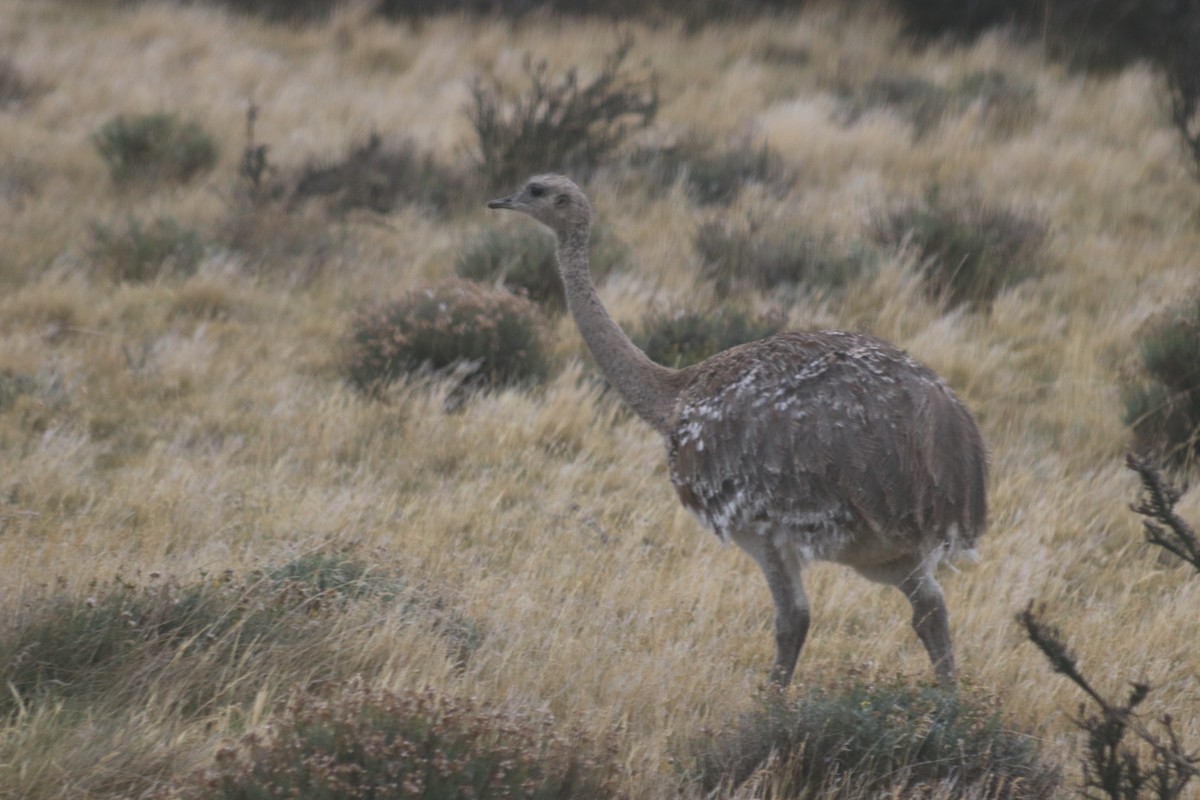 Lesser Rhea - ML193328931