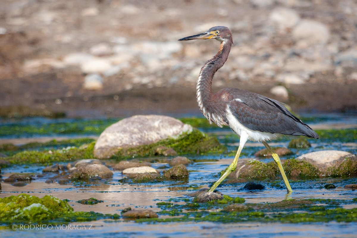 Tricolored Heron - ML193329011