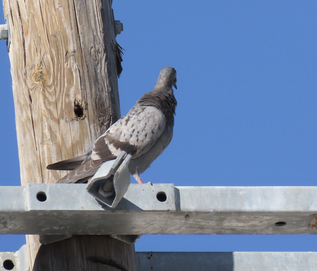 Rock Pigeon (Feral Pigeon) - Susan Mittelstadt