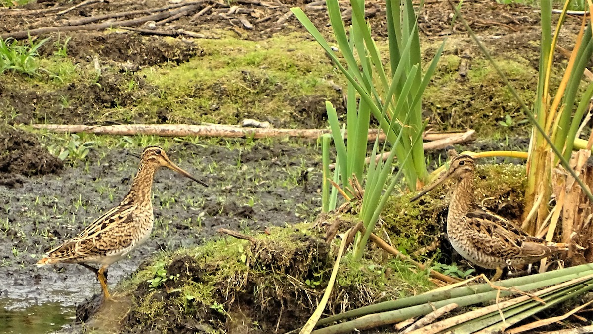 Latham's Snipe - ML193329441