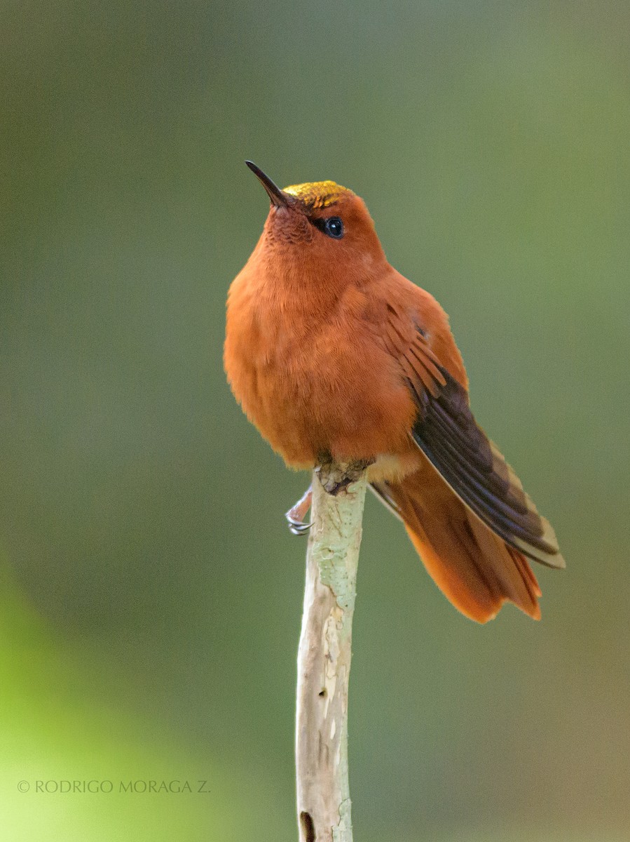 Colibrí de Juan Fernández - ML193329881