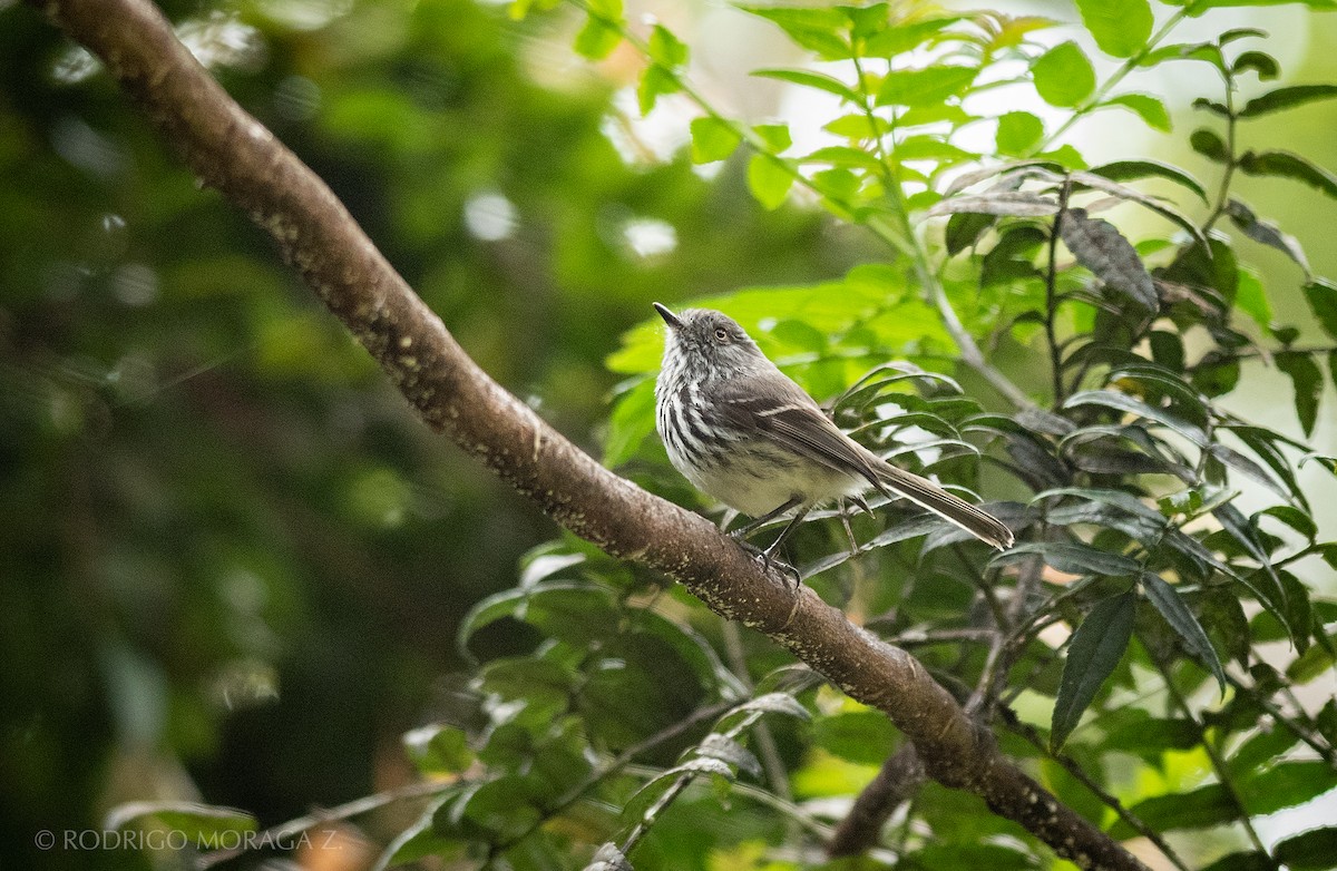 Juan Fernandez Tit-Tyrant - ML193329891