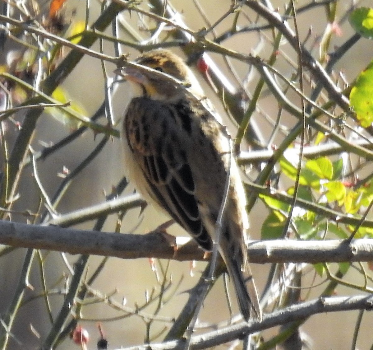 Dickcissel - ML193330421