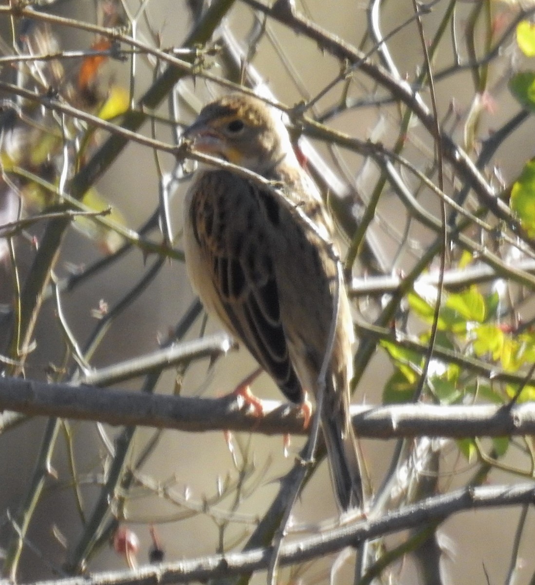 Dickcissel - ML193330791