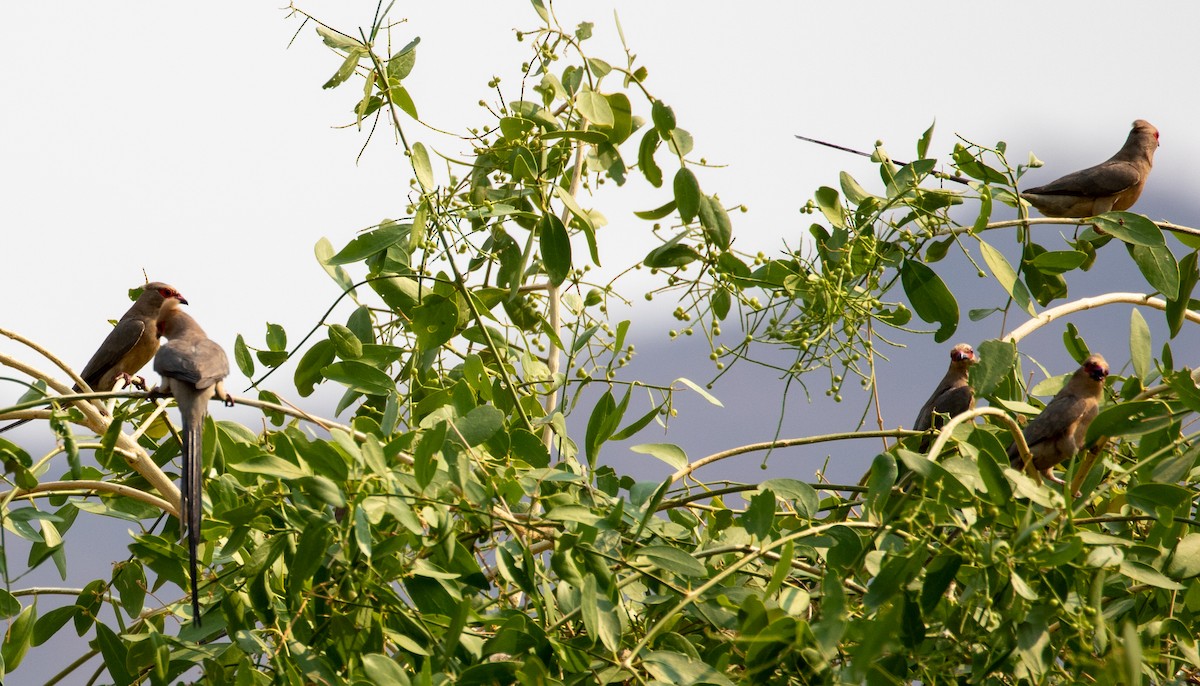 Red-faced Mousebird - ML193331321