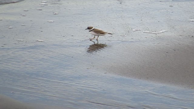 Semipalmated Plover - ML193331401