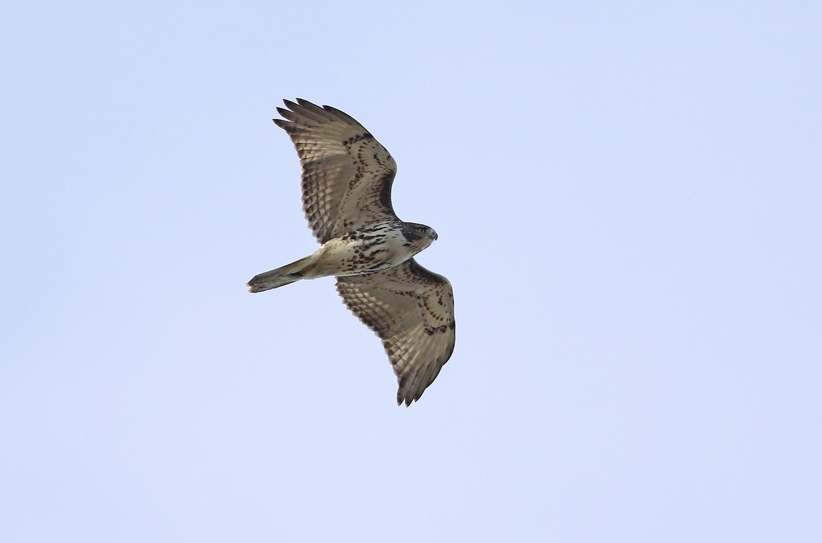 Red-tailed Hawk - ML193331891