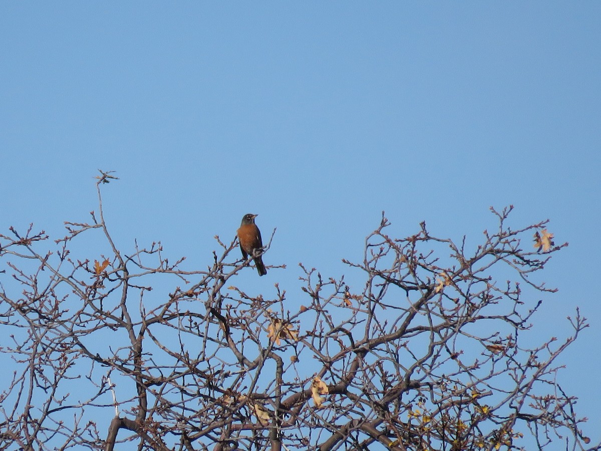 American Robin - ML193334041