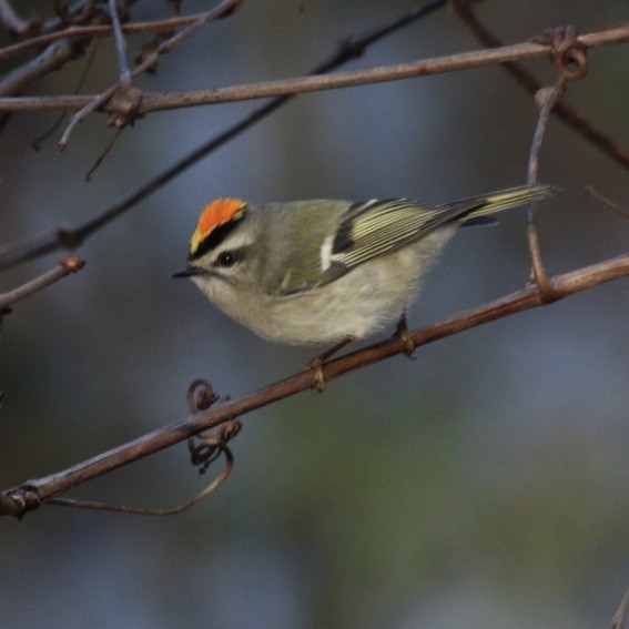 Golden-crowned Kinglet - ML193334751