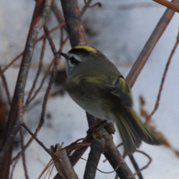 Golden-crowned Kinglet - ML193334761