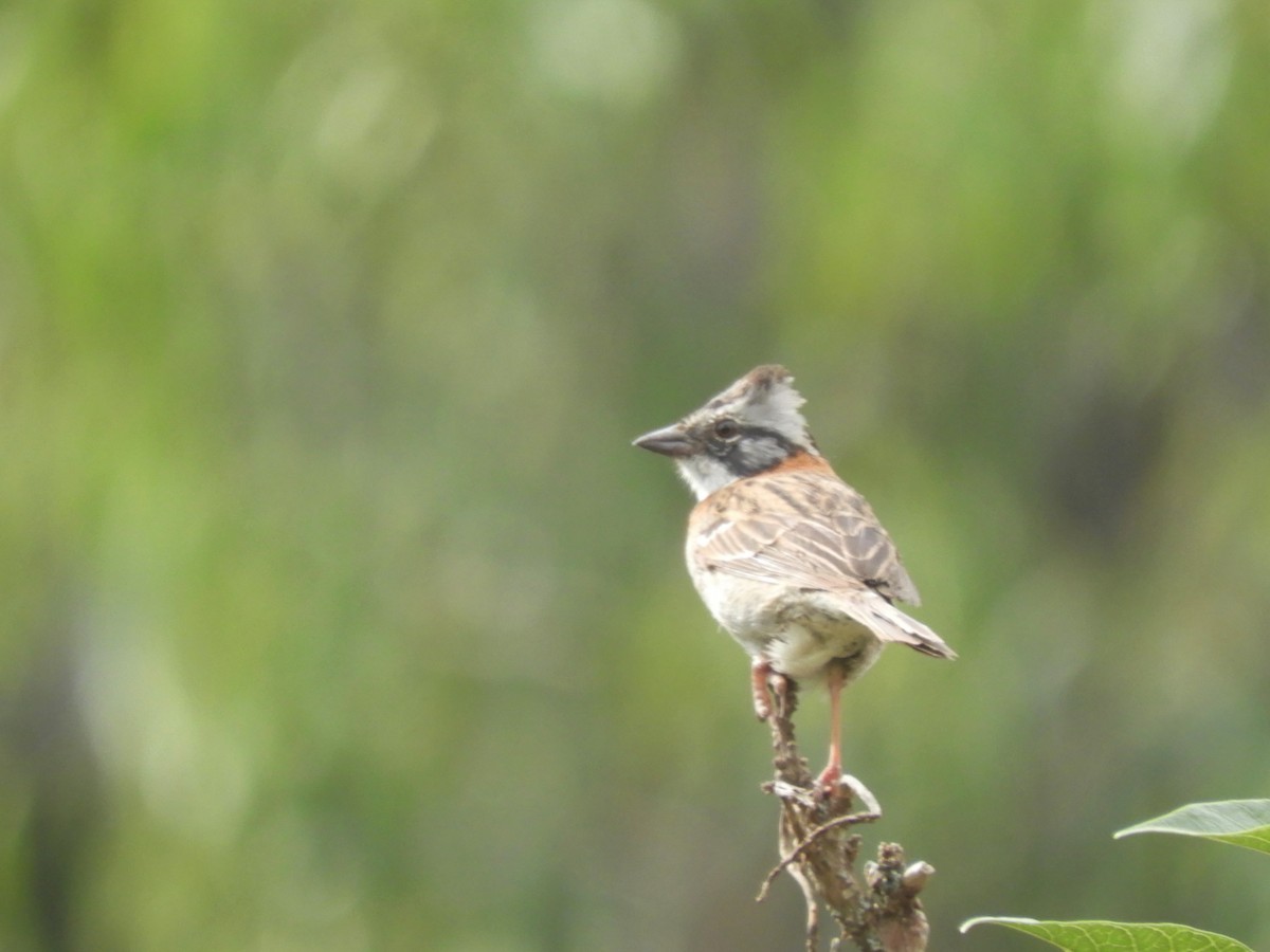 Rufous-collared Sparrow - ML193335561