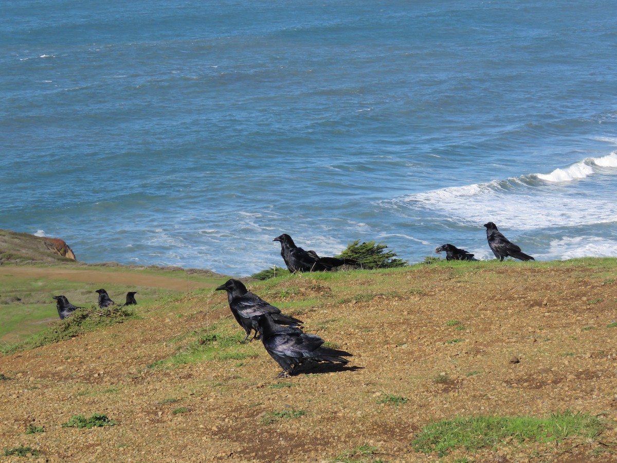 Common Raven - ML193335761