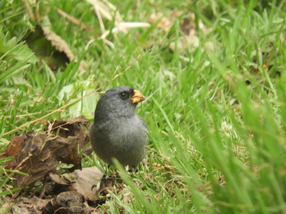 Band-tailed Seedeater - ML193335981