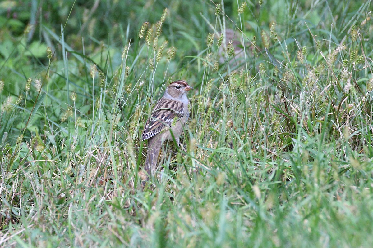 White-crowned Sparrow - ML193341081