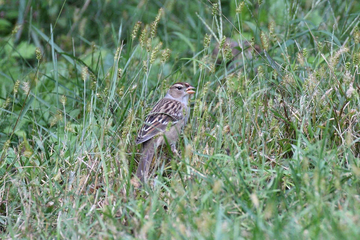 White-crowned Sparrow - ML193341101