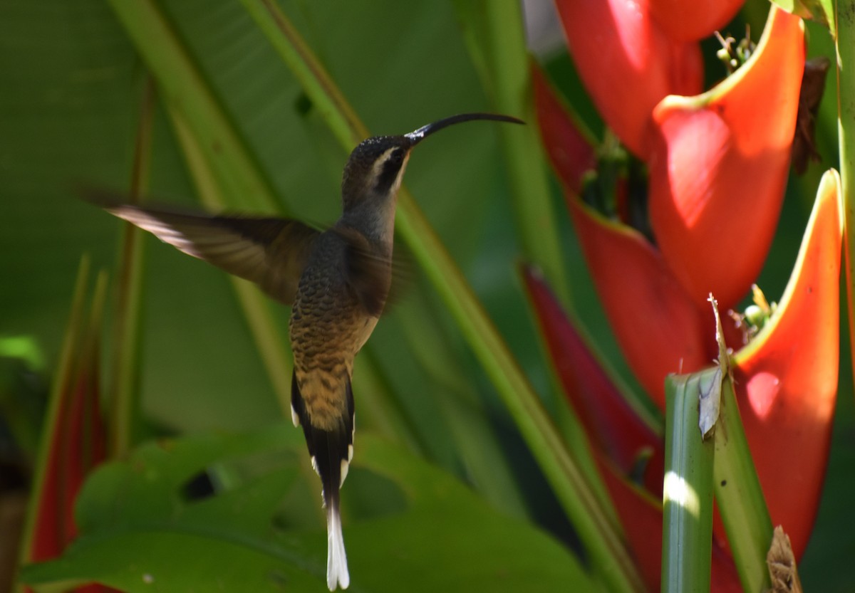 Long-billed Hermit - ML193341491